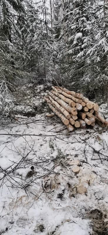 Kasa katkottua koivurankaa lumisessa kuusikossa